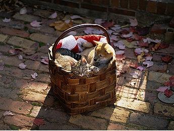 恐怖新作《恐惧症：圣狄福娜酒店》6月28日发行