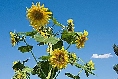 玩家热议游戏评测越来越不靠谱 同一游戏被评神作和粪作